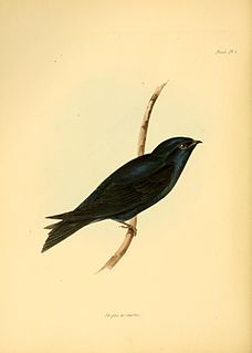 Galápagos martin Species of bird