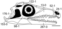 Prolacerta tengkorak diagram.png