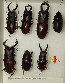 Prosopocoilus inclinatus sjh.jpg