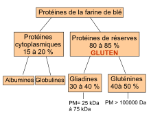 Tout savoir sur le gluten de blé - La Fourche