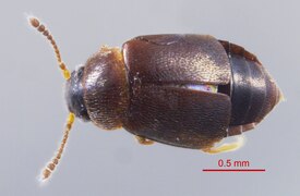 Proteinus sp.