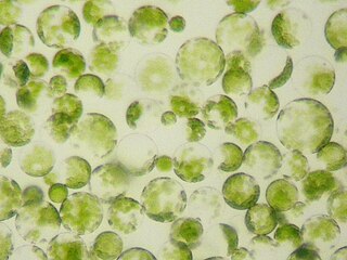 Protoplast entire biological cell, excluding the cell wall