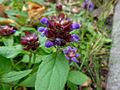 Prunella vulgaris (ru:Черноголовка обыкновенная) (en:Common self-heal or heal-all) (de:Kleine Braunelle, Kleine Brunelle oder Gewöhnliche Braunelle) (lv:Parastā brūngalvīte)