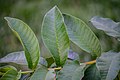 * Nomination Psidium guajava leaf --PumpkinSky 23:31, 29 June 2017 (UTC) * Promotion Good quality. -- Johann Jaritz 01:30, 30 June 2017 (UTC)