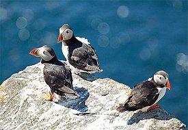 Atlantische papegaaiduikers (Fratercula arctica)