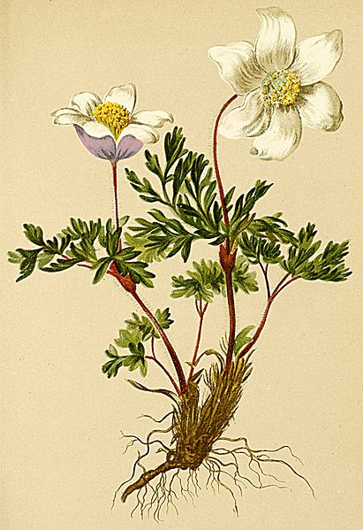 File:Pulsatilla alpina Atlas Alpenflora.jpg