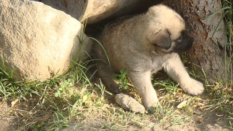 File:Puppy in the Garden.jpg