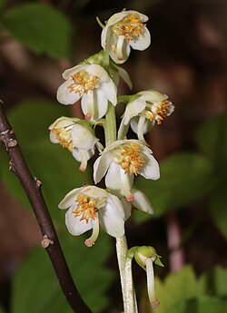 Pyrola Japonica (0s1). 
 JPG