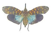 A specimen showing blue hindwing Pyrops delessertii gkvk.jpg