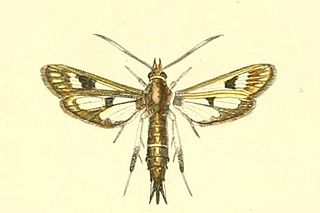 <i>Pyropteron umbrifera</i> Species of moth