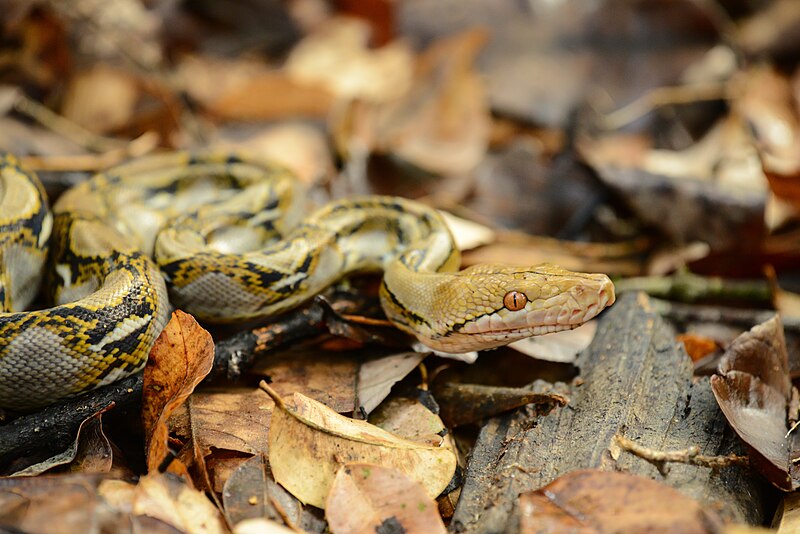 Reticulated python - Wikipedia