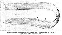 Pythonichthys microphthalmus.jpg