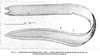 <i>Pythonichthys</i> Genus of fishes