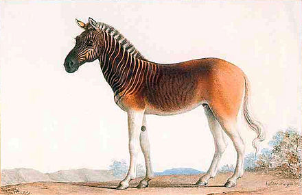 Painting of a quagga stallion in Louis XVI's menagerie at Versailles by Nicolas Marechal, 1793
