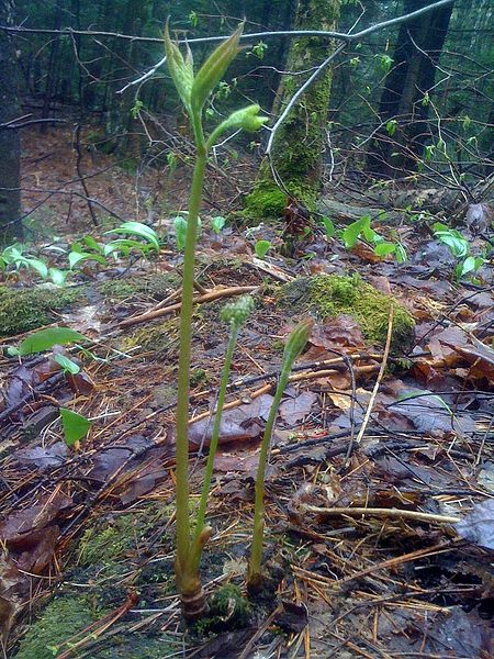 File:Quelle est cette plante ? Dans forêt Basses Laurentides, sol acide, tourbeux, frais, humide. (5732353328).jpg