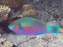 Quoy ini parrotfish (Scarus quoyi) (26887272167).jpg