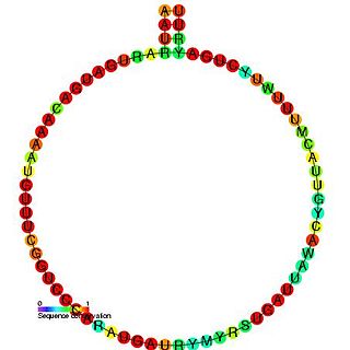 Small nucleolar RNA SNORD73