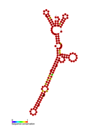 isrQ Hfq binding RNA: Predicted secondary structure taken from the Rfam database. Family RF01399.