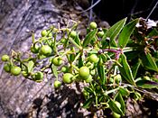 RUBIA PEREGRINA - MORROCURT - IB-085 (Rogeta).JPG