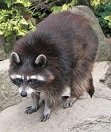 Raccoon (Procyon lotor) 1.jpg