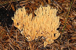 Ramaria.eumorpha.-.lindsey.jpg