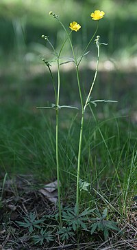 Kodīgā gundega (Ranunculus acris)