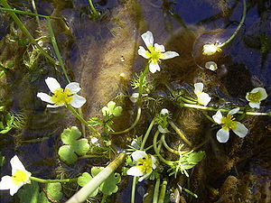 Ranunculus aquatilis plant.jpg