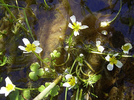 Шелковник. Лютик Ranunculus aquatilis. Водяной Лютик Ranunculus aquatilis. Лютик Водный (Ranunculus aquatilis). Шелковник водяной.