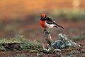 Red-capped Robin, Round Hill Nature Reserve, New South Wales, Australia