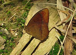 紅斑眉眼蝶 Mycalesis oculus