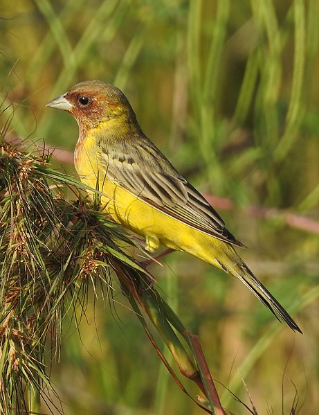 File:Red-headed Bunting Emberiza bruniceps Male by Dr. Raju Kasambe DSCN2285 (50).jpg