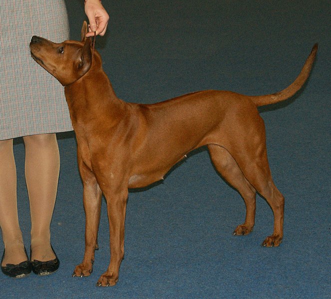 File:Red Thai Ridgeback 2.jpg