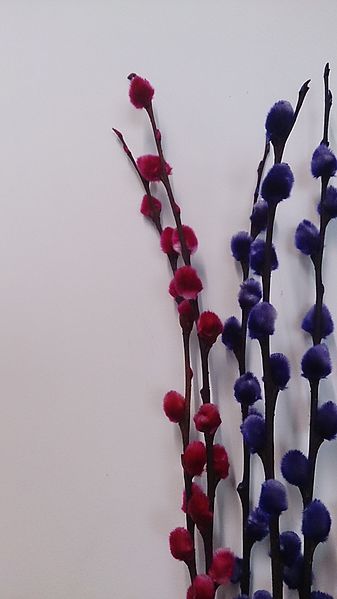 File:Red and purple pussy willows.jpg