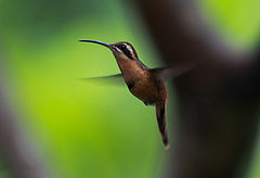 Description de l'image Reddish Hermit.JPG.