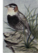 Thumbnail for File:Reed-chestnut-collared-longspur.png