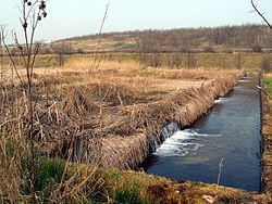 Connected pond system at River Dearne (England). Reedbeds - geograph.org.uk - 380204.jpg