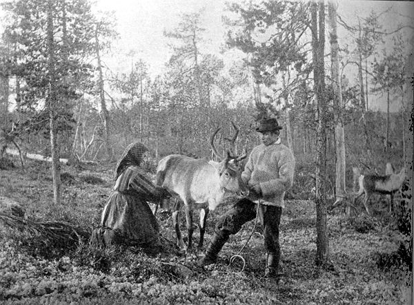 Reindeer milking in a forest; western Finnmark, late 1800s