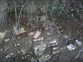 Rendzina is a soil type recognized in various soil classification systems, including those of Britain and Germany as well as some obsolete systems. They are humus-rich shallow soils that are usually formed from carbonate- or occasionally sulfate-rich parent material. Rendzina soils are often found in karst and mountainous regions.