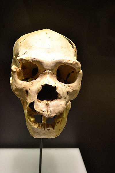 File:Reproducción de cráneo de homo heidelbergensis. Museo Arqueológico Nacional de España 01.jpg