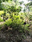 Rododendron siderophyllum - Kunming Botanical Garden - DSC02847. 
 JPG