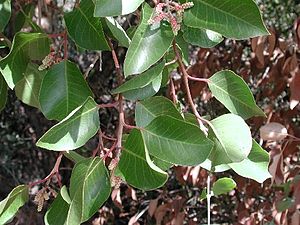 Rhus ovata.jpg