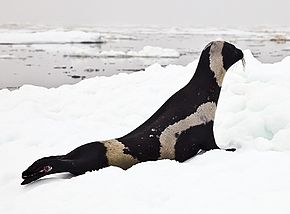 Popis tohoto obrázku, také komentován níže