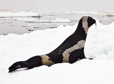 Hải cẩu ruy băng