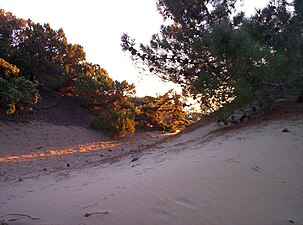 Domaine dunaire.