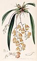 Rodriguezia sticta (as syn. Burlingtonia maculata) plate 44 in: Edwards's Bot. Register (Orchidaceae), vol. 25, (1839)
