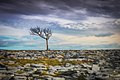 Roo Tree, the Burren Photograph: SíodaPhotography