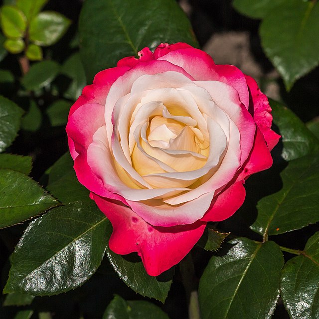 une rose à pétale jaune au centre te virant au rouge à l’extérieur de la fleur