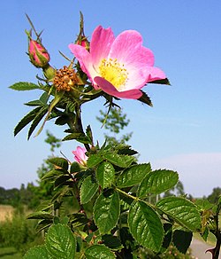 Rosa rubiginosa mit einigen Knospen-2.jpg