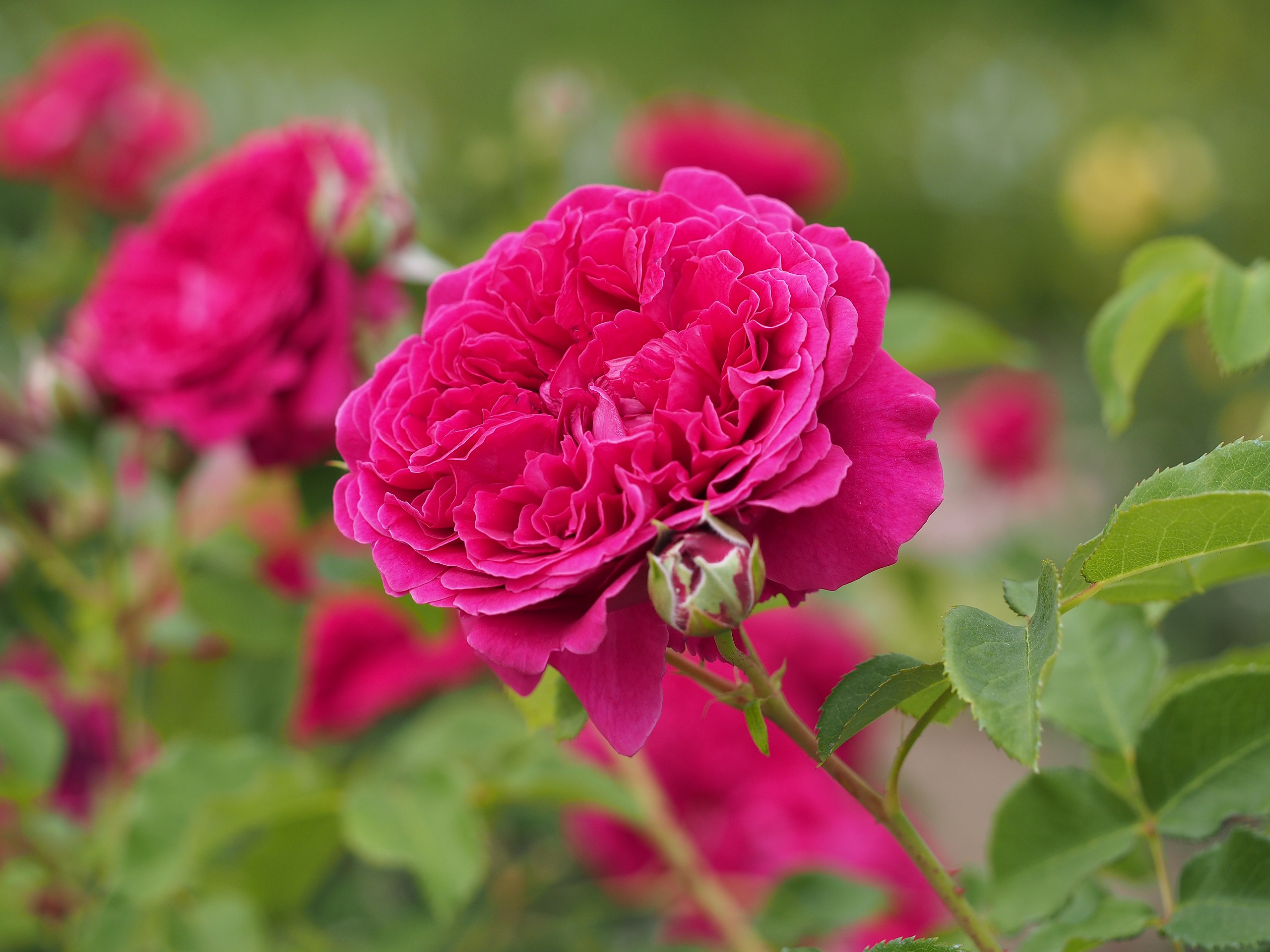 File Rose William Shakespeare 00 バラ ウィリアム シェイクスピア 00 Jpg Wikimedia Commons