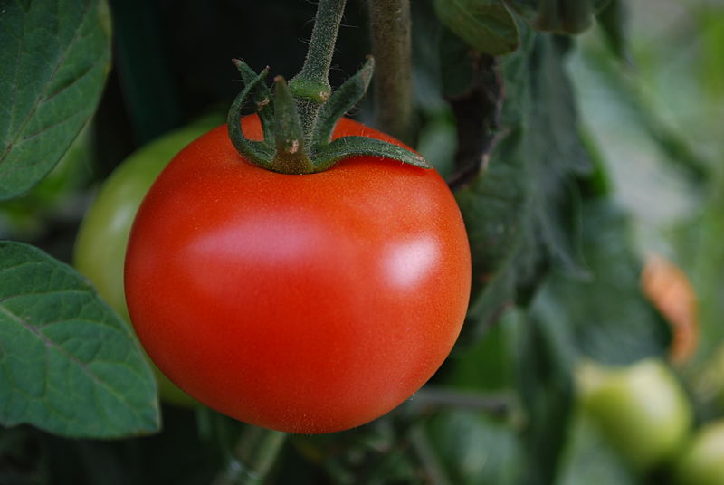 File:Rote Tomate.jpg